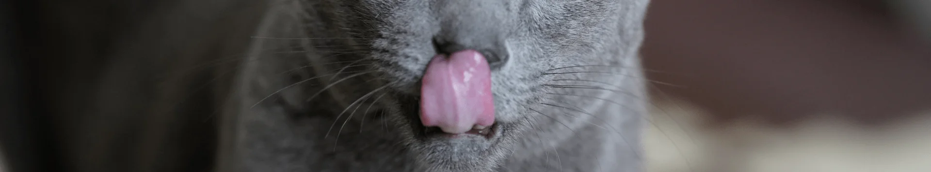 Почему кошка облизывается?