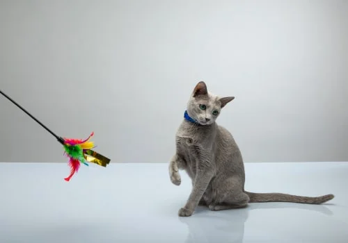 Какие породы кошек наиболее игривые?