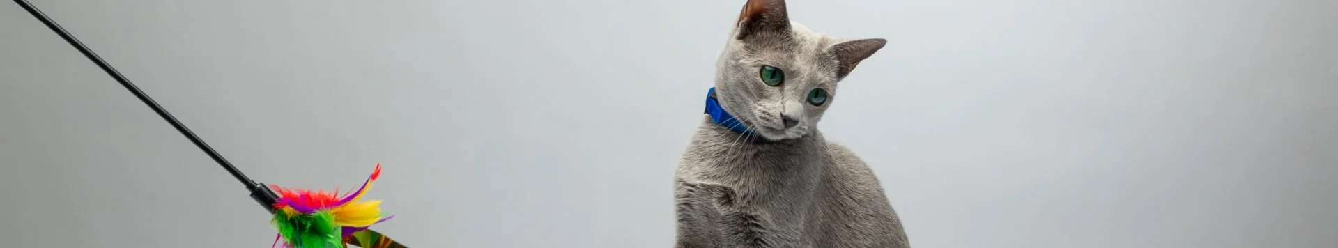 Какие породы кошек наиболее игривые?