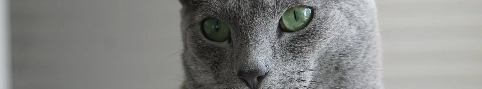 Почему кошка мяукает по ночам?