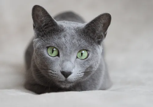 Как надеть шлейку на кошку?