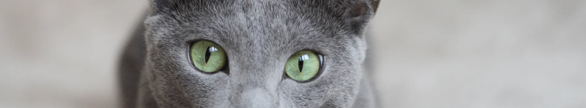 Как надеть шлейку на кошку?