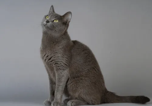 Зачем кошкам нужен таурин?