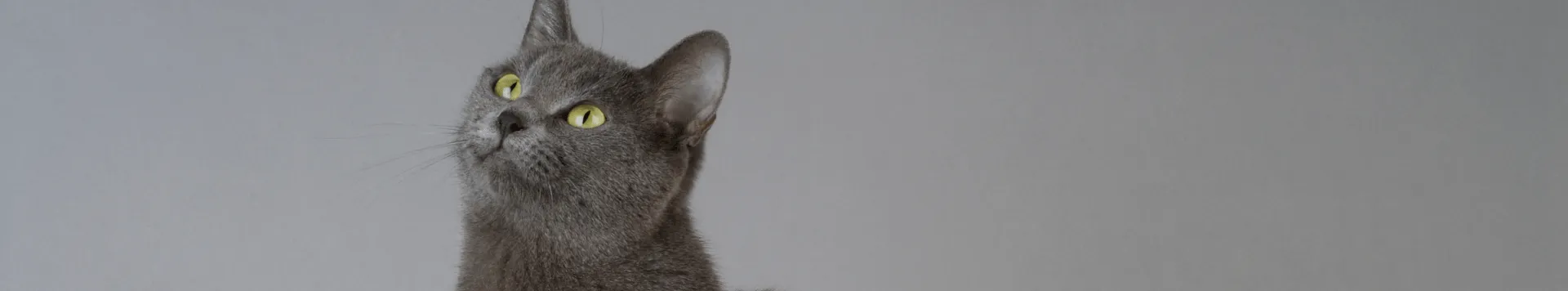 Зачем кошкам нужен таурин?