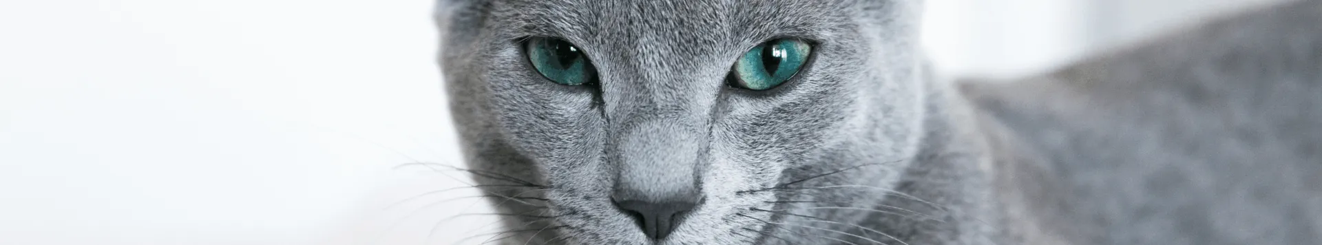 Почему кошка будит по утрам?