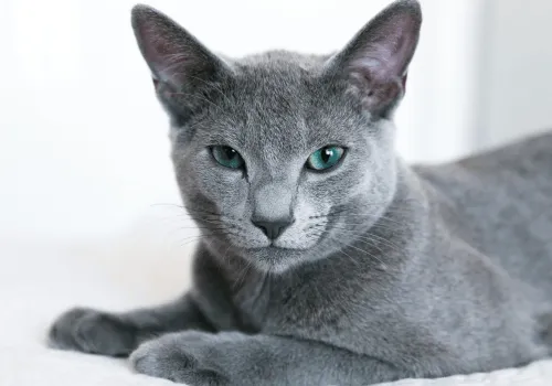 Почему кошка будит по утрам?