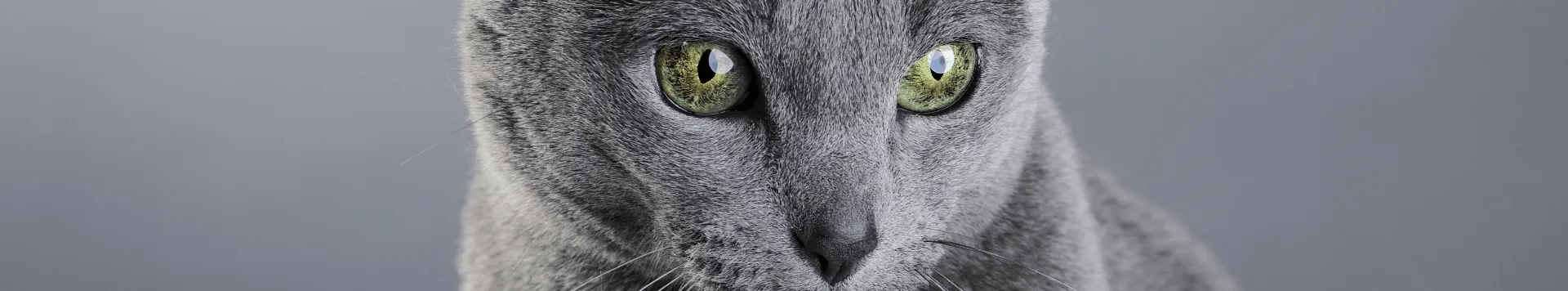 Редкие окрасы кошек