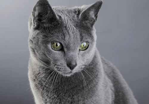 Редкие окрасы кошек