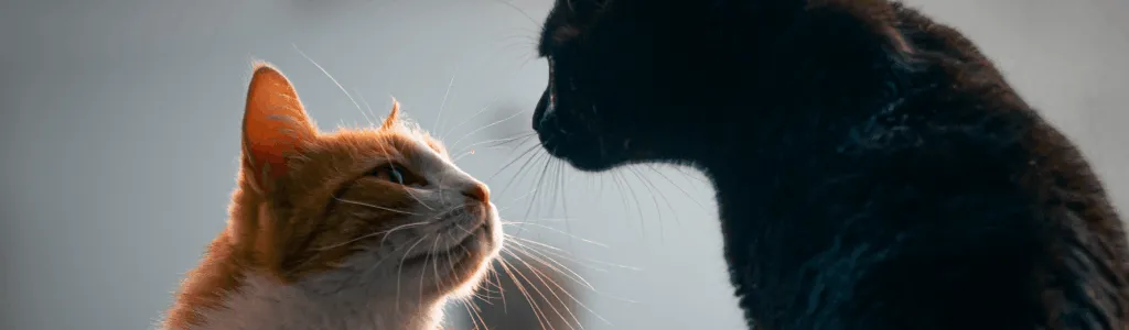 Как кошки относятся к другим животным?