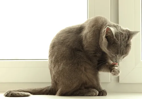 Почему кошки умываются?