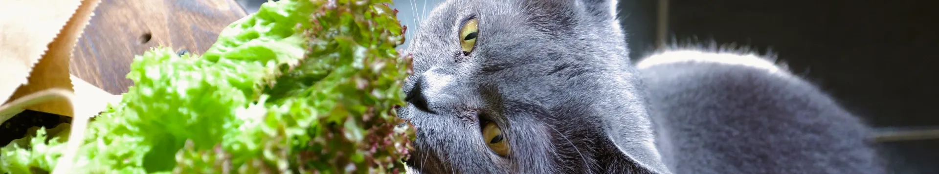 Можно ли кошкам морковь?