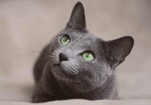 Почему у кота горячие уши?