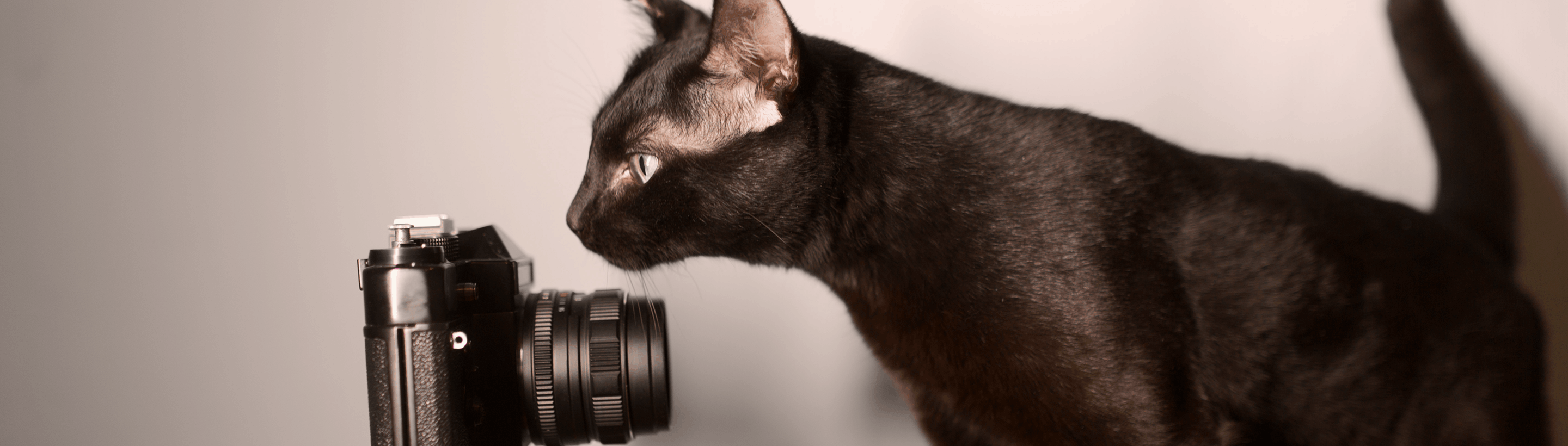 Фотосессия для кошки: ловим момент