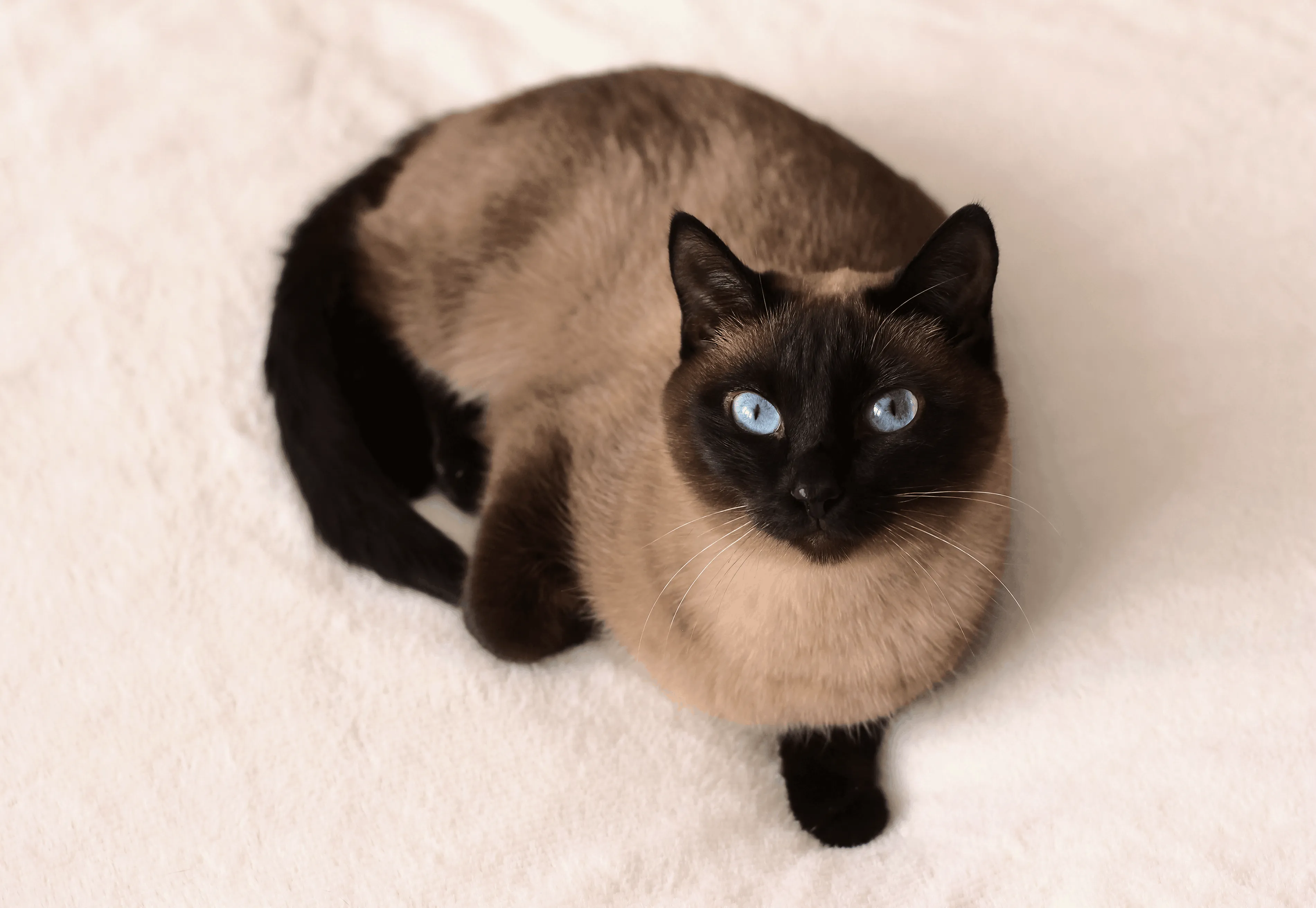 Тайская кошка