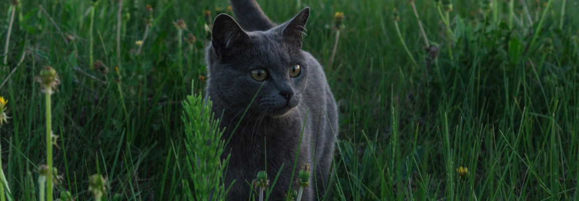 Стоит ли гулять с кошкой на улице?