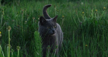 Стоит ли гулять с кошкой на улице?