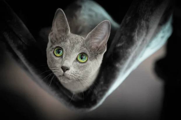 Кошка прячется в темные места