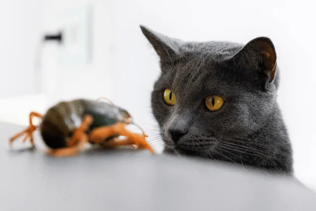 Можно ли кормить кошку рыбой?