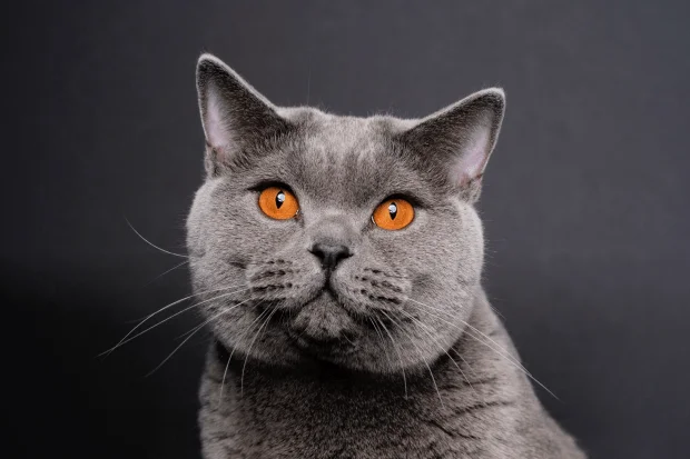 Породы кошек с высоким интеллектом