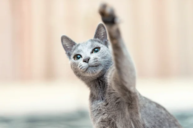 Почему кошка кусается и царапается?