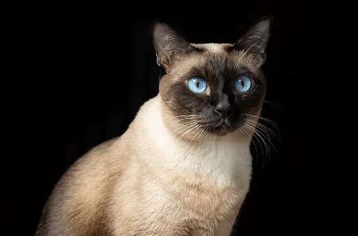 Сиамская кошка