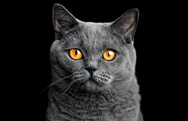Самые крупные породы кошек