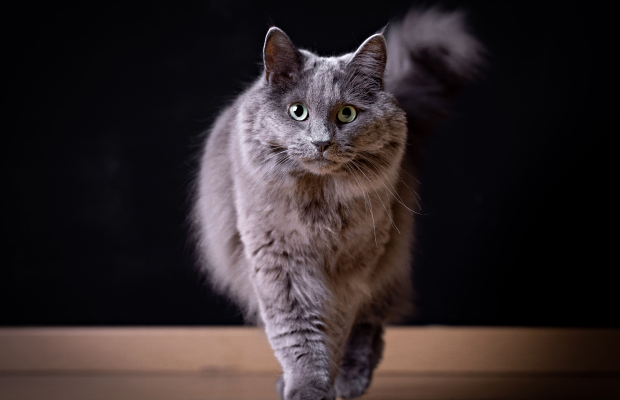 Пушистые породы кошек