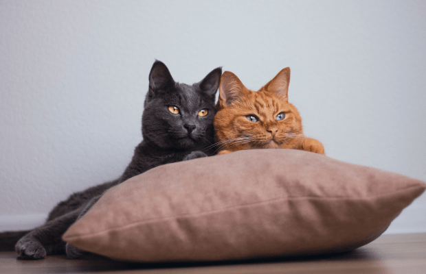 Как подружить двух кошек?