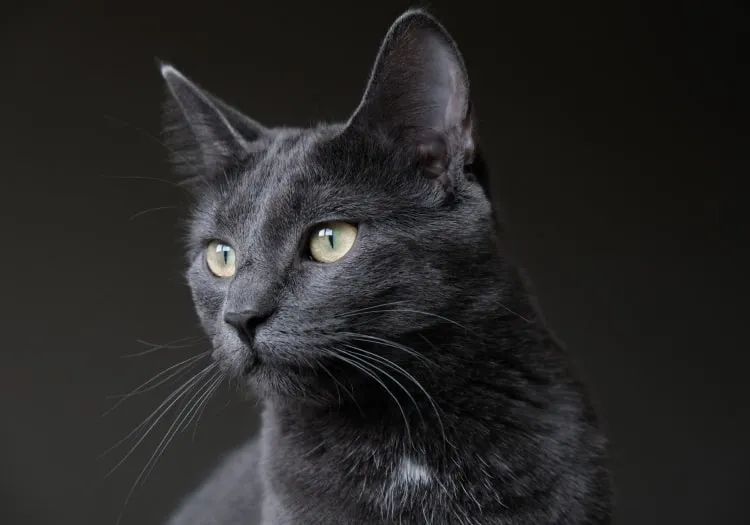 Что делать, если у кошки колтуны?