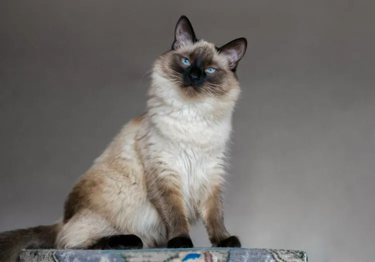 Балинезийская кошка