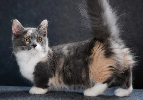 ТОП–10 маленьких пород кошек