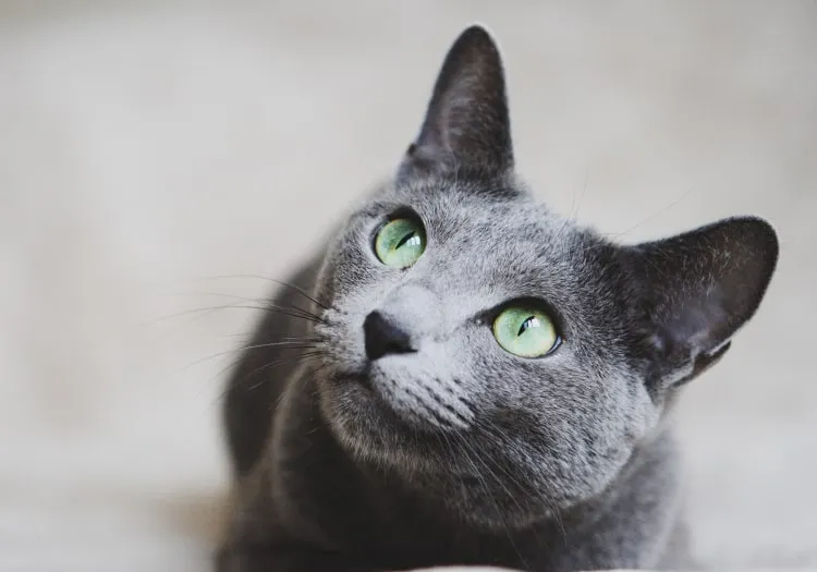 Бывают ли гипоаллергенные породы кошек?