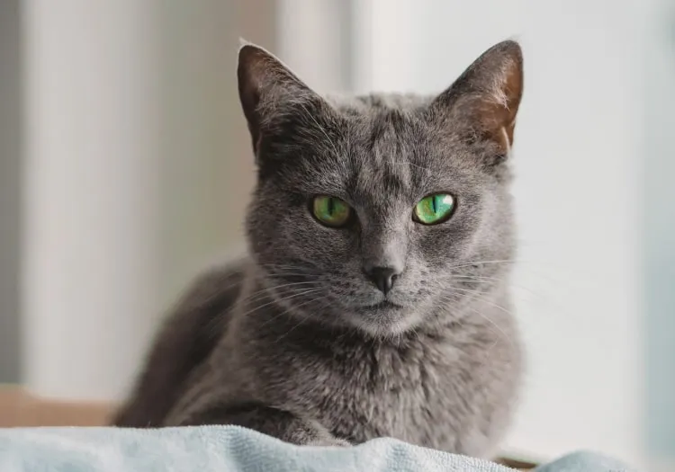 Есть ли спокойные породы кошек?