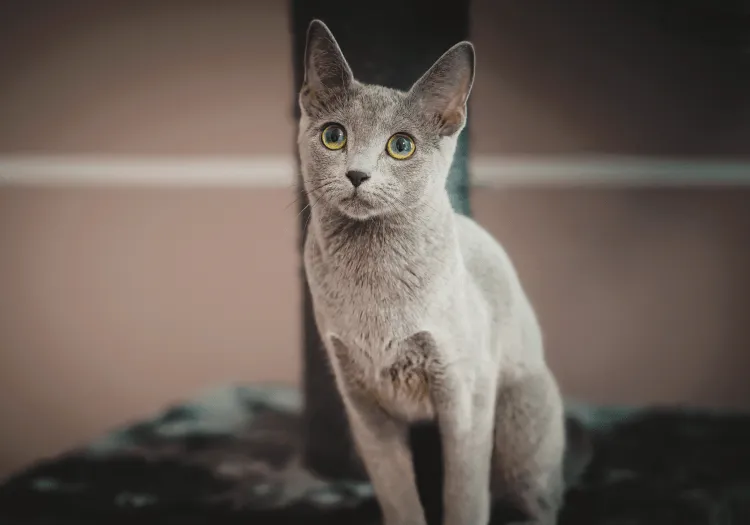 Как правильно ухаживать за кошкой?