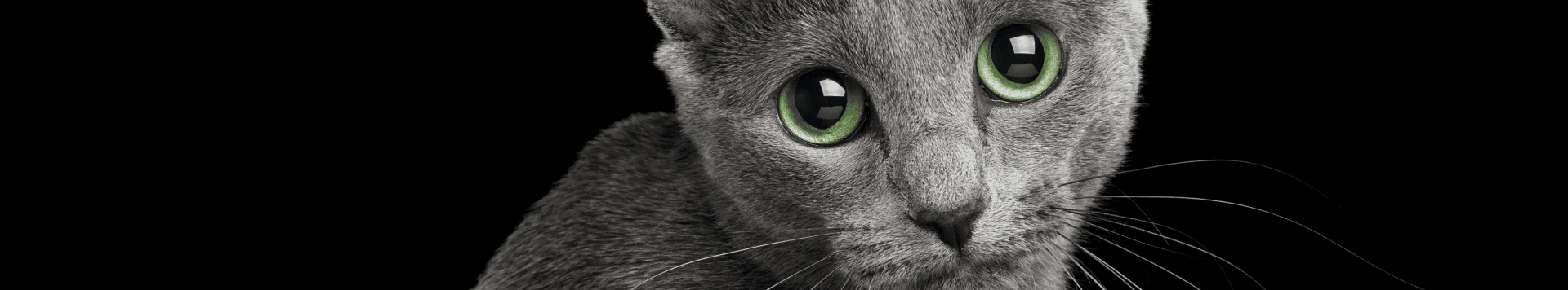 Расширенные зрачки у кошки