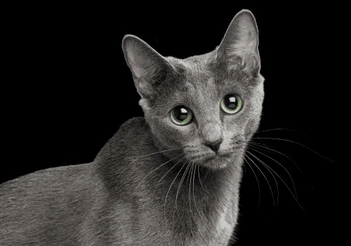 Расширенные зрачки у кошки