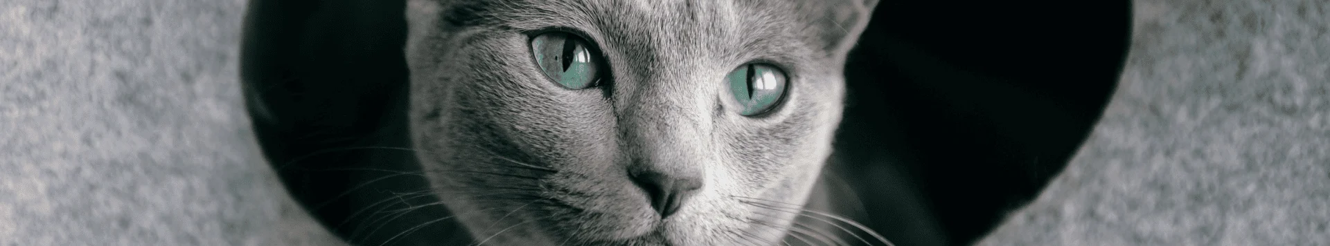 У каких пород кошек бывает серый окрас?