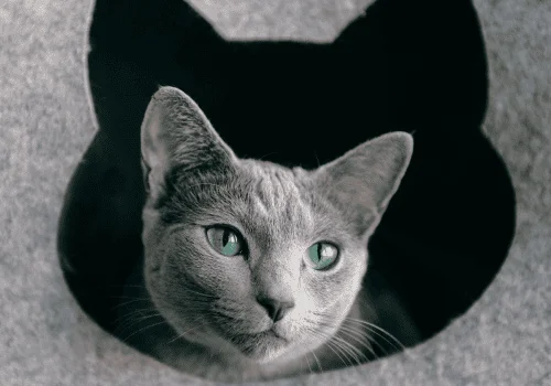 У каких пород кошек бывает серый окрас?