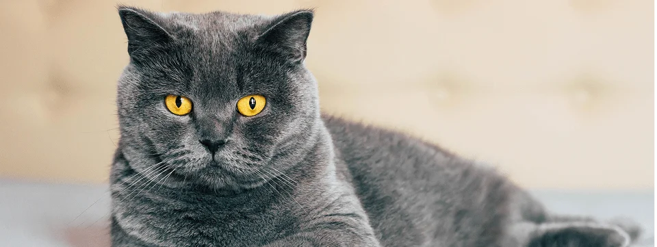 Расчет кошачьего возраста