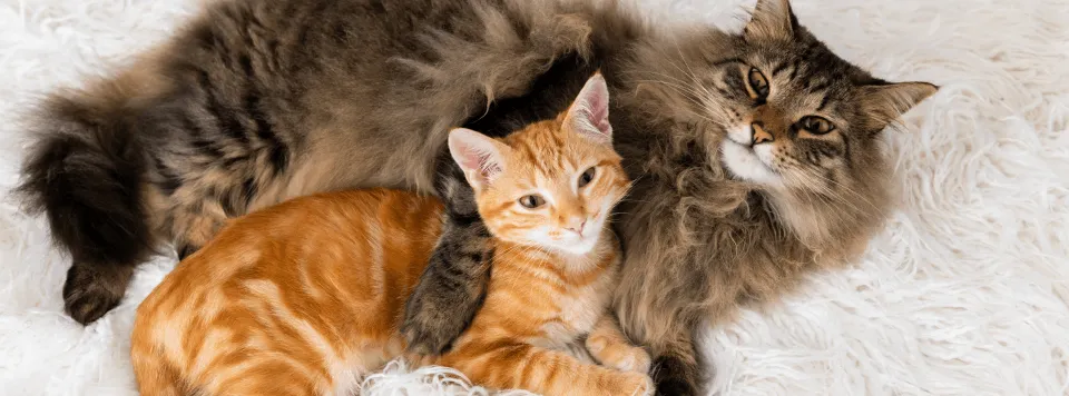 Дружелюбие к другим кошкам