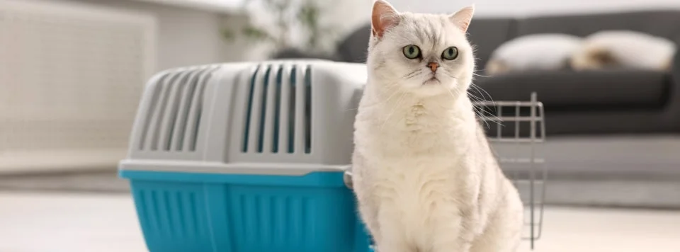 Знакомство с переноской