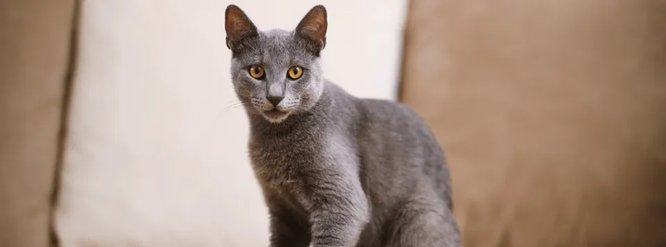 Как надеть шлейку?