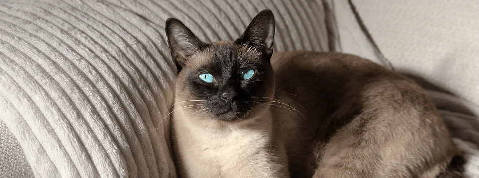 Содержание сиамской кошки