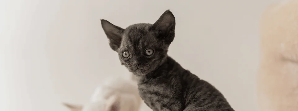 Как выбрать котенка породы девон-рекс?