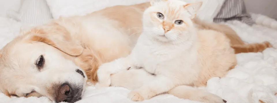 Отношение кошки с собакой