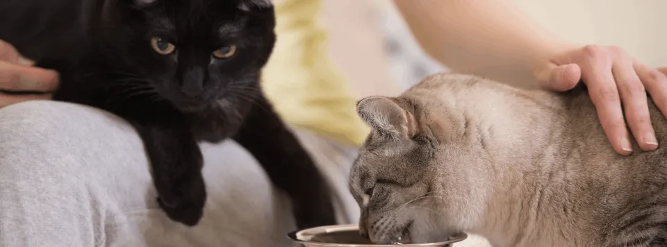 Особенности рациона кошки при совместном проживании с питомцами