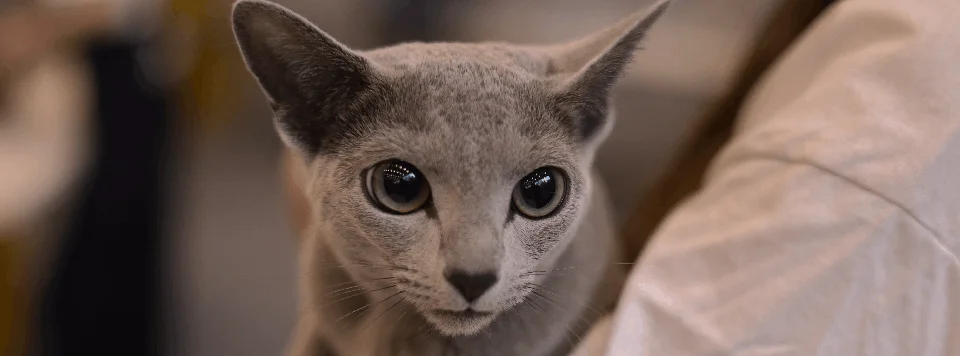 Возможные причины горячих ушей у кошки