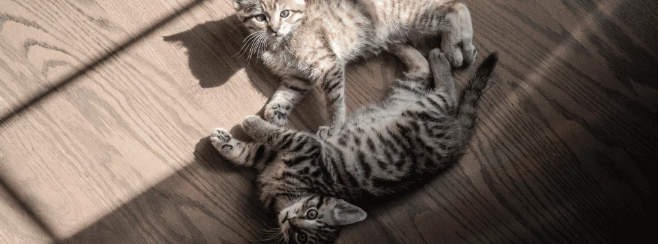 Котята оцикета