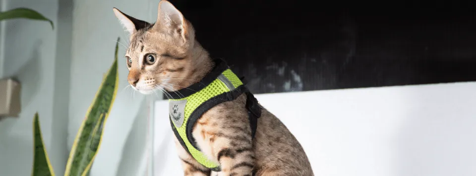 Выбор шлейки для кошки