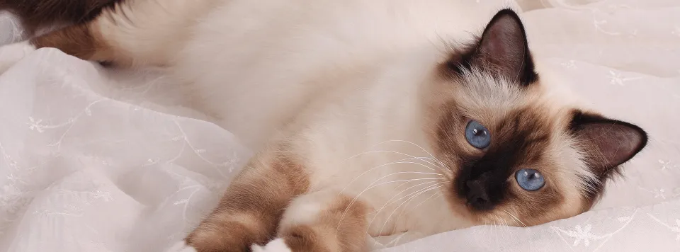 Профилактика и лечение дефицита таурина